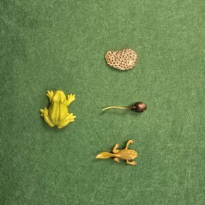 Alternative view of 5-piece Frog Life Cycle Kit