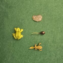 Alternative view of 5-piece Frog Life Cycle Kit