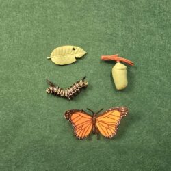 Alternative view of 4-piece Butterfly Life Cycle Kit